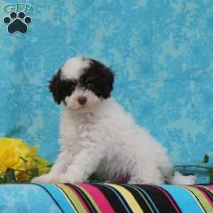 Milton, Toy Poodle Puppy